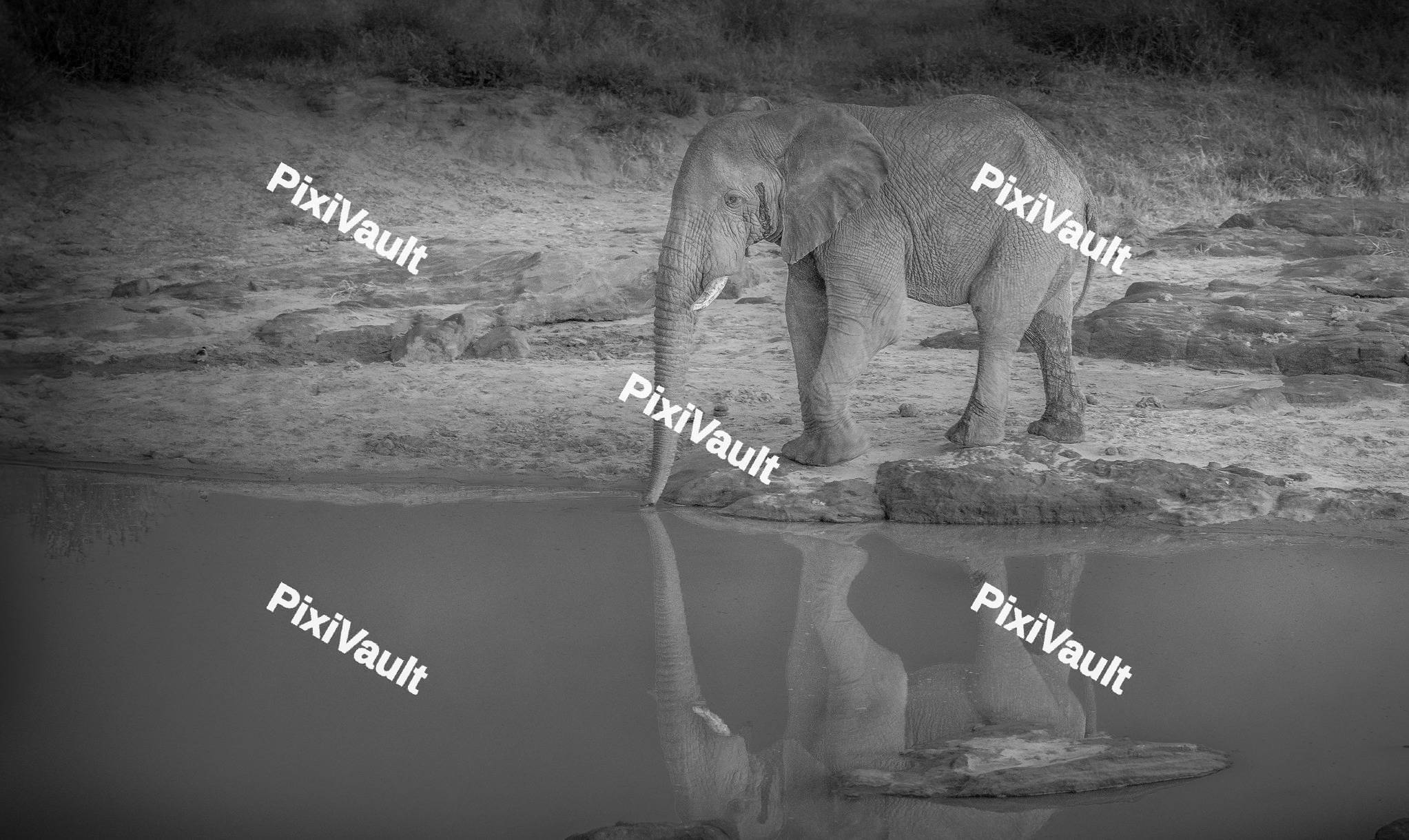 An Elephant drinking water